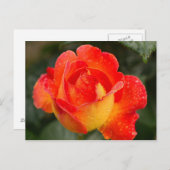 Orange Rose Floral Postkarte (Vorne/Hinten)