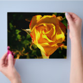 Orange Rose Flyer (Hand)