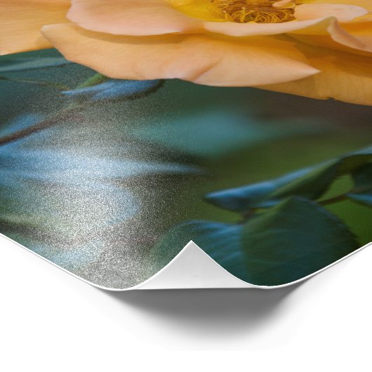 Orange Rose Fotodruck (Ecke)