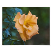 Orange Rose Fotodruck (Vorne)