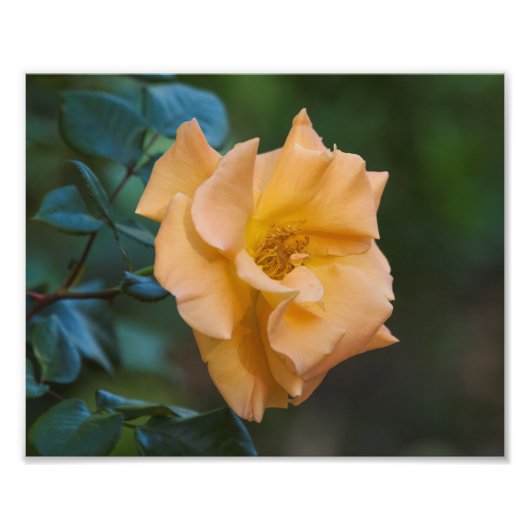 Orange Rose Fotodruck (Vorne)