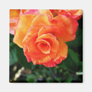 Orange Rose Fotografie Magnet