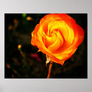 Orange Rose Fotografie Poster