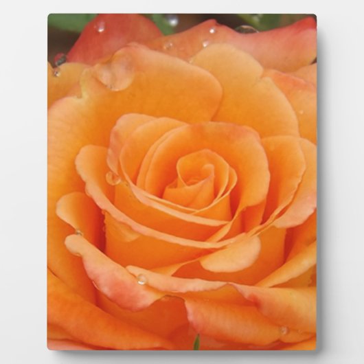 Orange Rose Fotoplatte (Vorderseite)