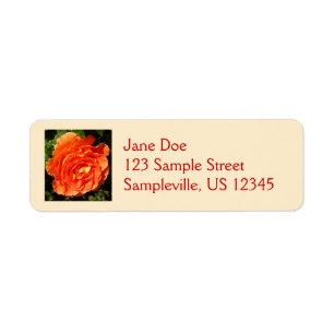 Orange Rose I Hübsch