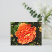 Orange Rose I Hübsch Postkarte (Stehend Vorderseite)
