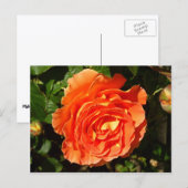 Orange Rose I Hübsch Postkarte (Vorne/Hinten)