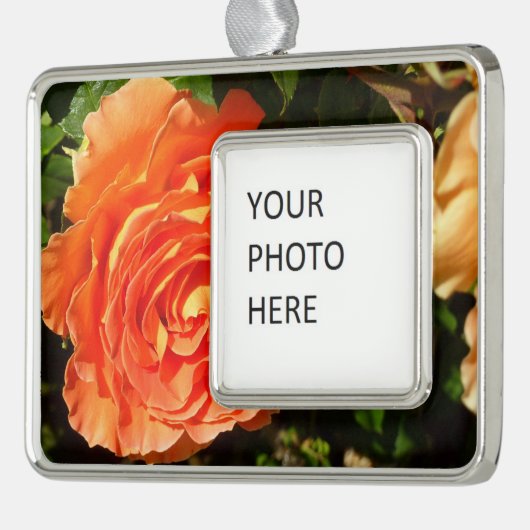 Orange Rose I Hübsch Rahmen-Ornament Silber (Links)