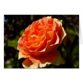 Orange Rose II Beautiful Floral (Vorderseite (Horizontal))