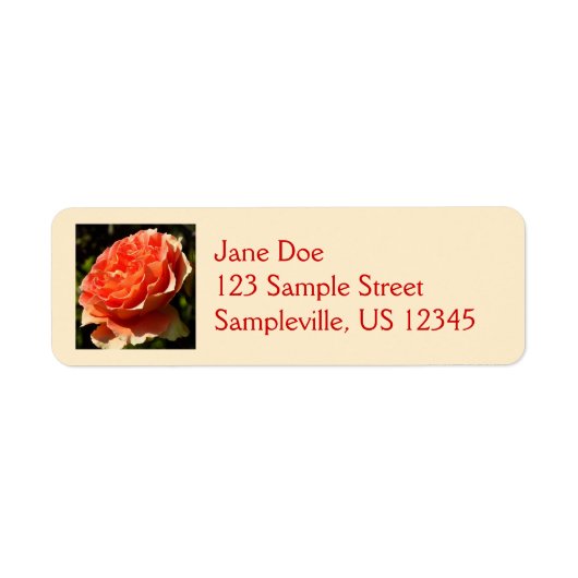 Orange Rose II Beautiful Floral (Vorne)