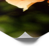 Orange Rose II Beautiful Floral Poster (Ecke)