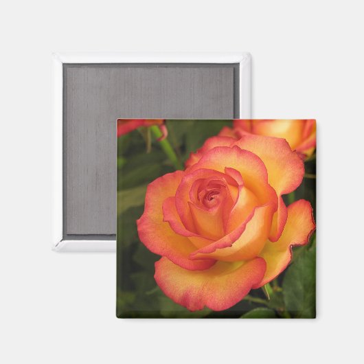 Orange Rose Magnet (Vorderseite/Rückseite)