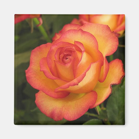 Orange Rose Magnet (Vorne)