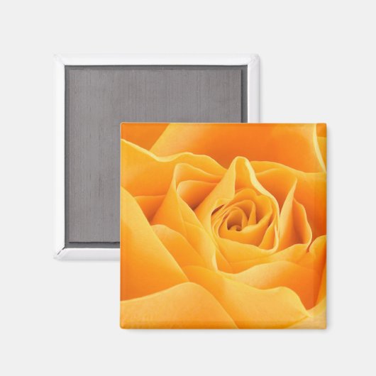 Orange Rose Magnet (Vorderseite/Rückseite)