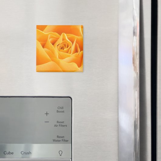 Orange Rose Magnet (In Situ (Kühlschrank))