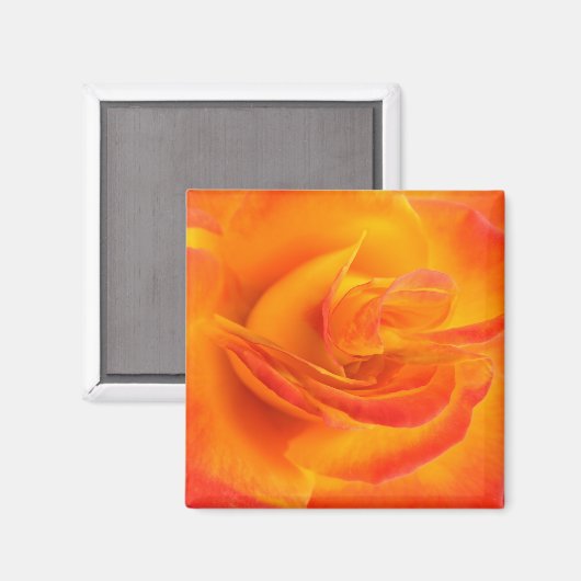 Orange Rose Magnet (Vorderseite/Rückseite)