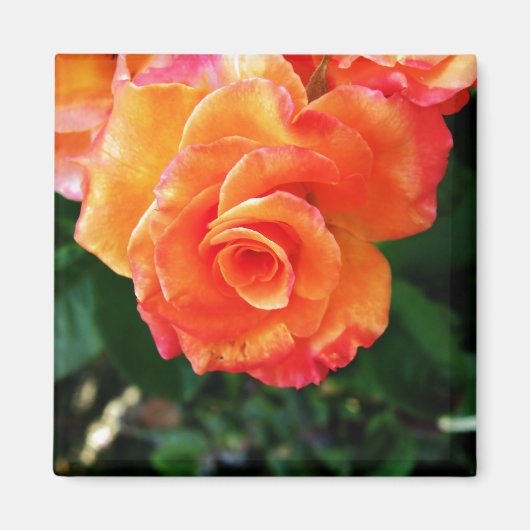 Orange Rose Magnet (Vorne)