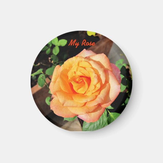 Orange Rose Magnet (Vorne)