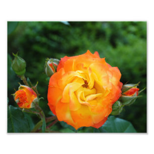 Orange Rose Meditation Foto Wanddekor