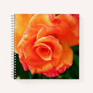 Orange Rose Notizblock