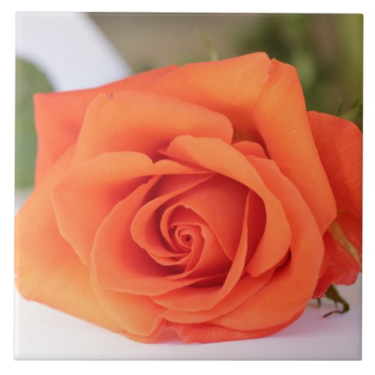 Orange Rose Petals Blume Floral Fliese (Vorderseite)