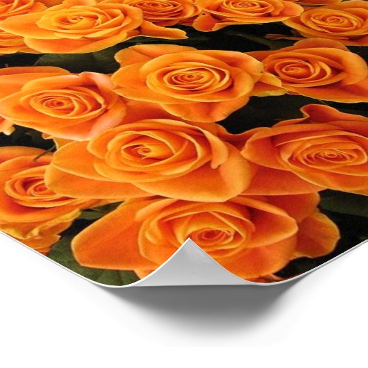 Orange Rose Poster (Ecke)