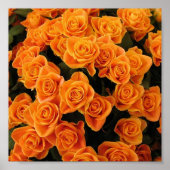 Orange Rose Poster (Vorne)