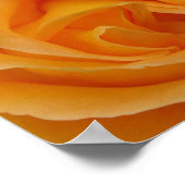 Orange Rose Poster (Ecke)