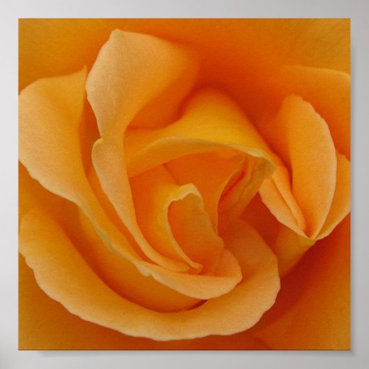 Orange Rose Poster (Vorne)