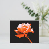 Orange Rose Postkarte (Stehend Vorderseite)