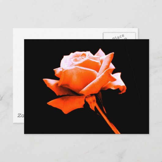 Orange Rose Postkarte (Vorne/Hinten)