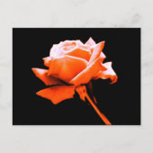 Orange Rose Postkarte (Vorderseite)