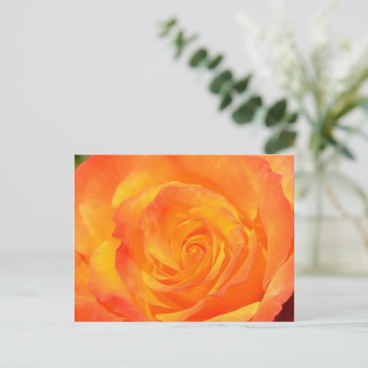 Orange Rose Postkarte (Stehend Vorderseite)
