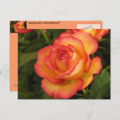 Orange Rose Postkarte (Vorne/Hinten)