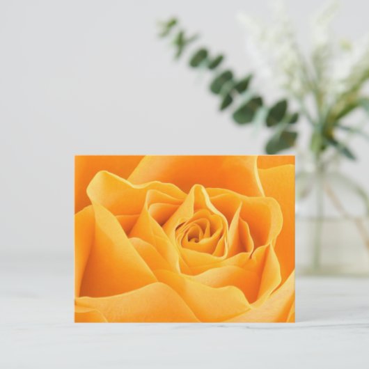 Orange Rose Postkarte (Stehend Vorderseite)