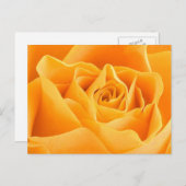 Orange Rose Postkarte (Vorne/Hinten)