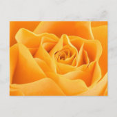 Orange Rose Postkarte (Vorderseite)