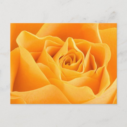 Orange Rose Postkarte (Vorderseite)