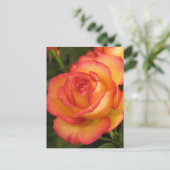 Orange Rose Postkarte (Stehend Vorderseite)