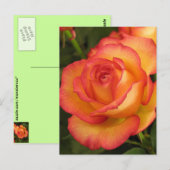 Orange Rose Postkarte (Vorne/Hinten)