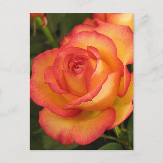 Orange Rose Postkarte (Vorderseite)