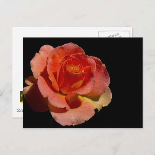 Orange Rose Postkarte (Vorne/Hinten)