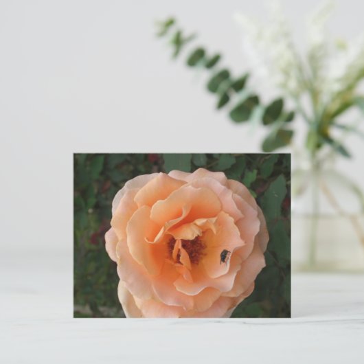 Orange Rose Postkarte (Stehend Vorderseite)