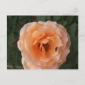 Orange Rose Postkarte (Vorderseite)