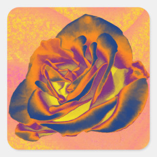 Orange-Rose Quadratischer Aufkleber