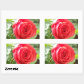 Orange Rose Rechteckiger Aufkleber (Blatt)