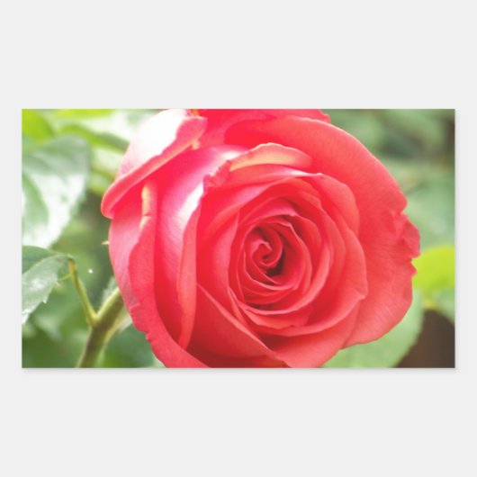 Orange Rose Rechteckiger Aufkleber (Vorderseite)