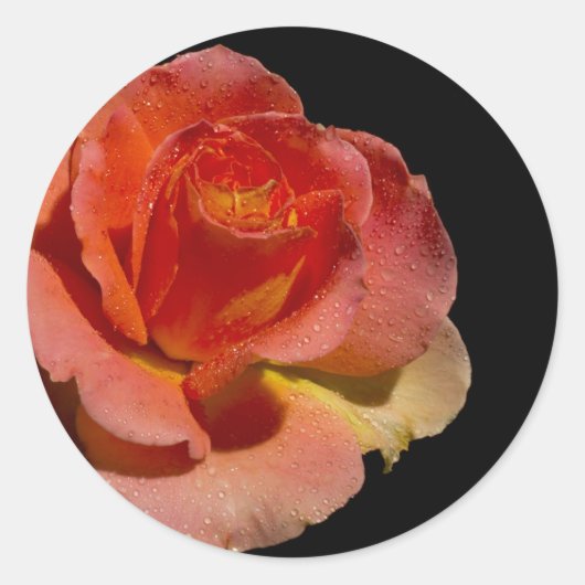 Orange Rose Runder Aufkleber (Vorderseite)