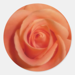 Orange Rose Runder Aufkleber