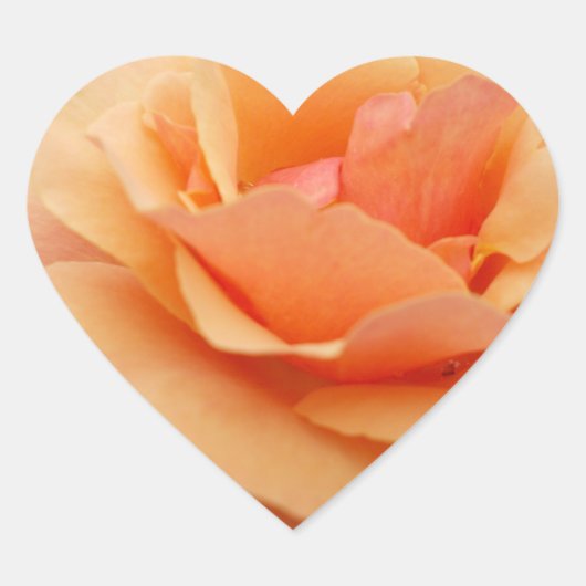 Orange Rose Sticker (Vorderseite)